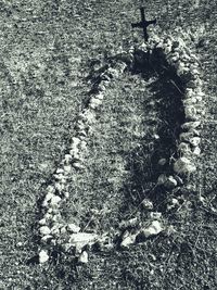 Low section of plants on field