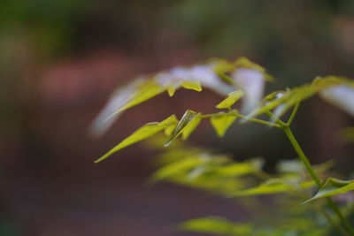 Close-up of green plant on field