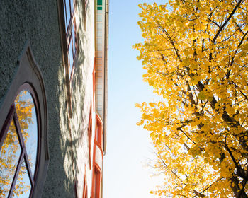 Low angle view of trees against sky