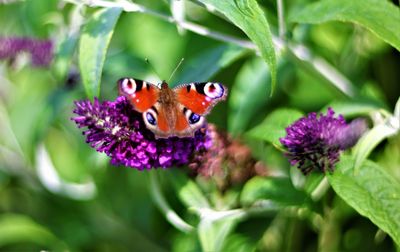 Close-up of butterfly pollinating on purple flower