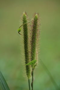 Close-up of fresh cactus plant