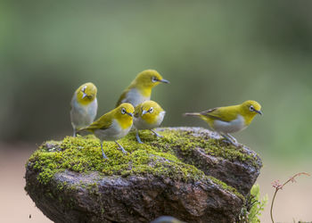 Birds perching on rock