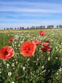 Close-up of red poppies on field against sky