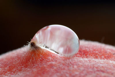 Close-up of glass against black background