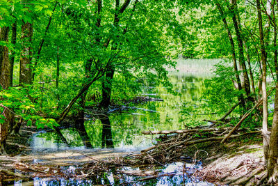 Scenic view of waterfall in forest