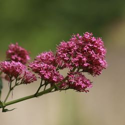 Close-up of pink flowers against blurred background