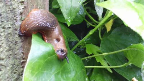 Close-up of green leaves
