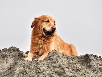 Dog looking away while sitting on rock against white background