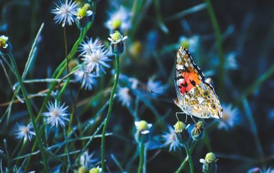 Close-up of butterfly pollinating on flower