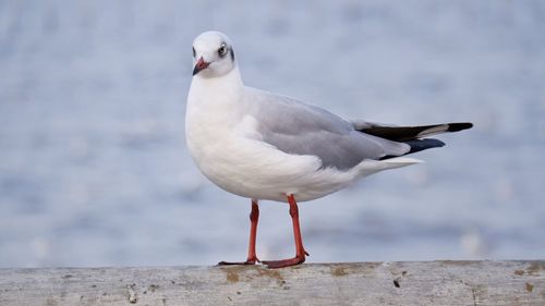 Close-up of seagull perching on wall