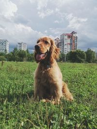 Dog looking away on field