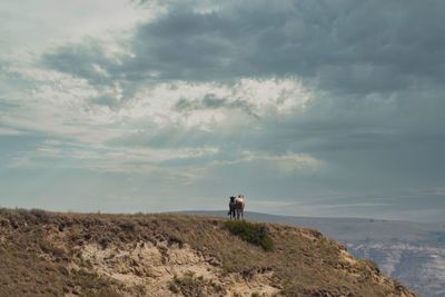 Wild horses in theodore roosevelt national park, north dakota