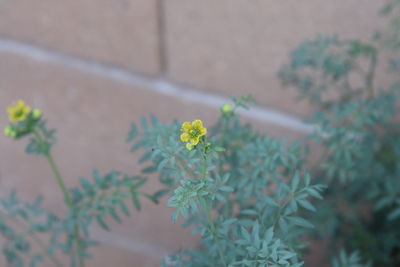 Close-up of yellow flower