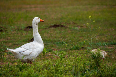 Side view of a bird on land