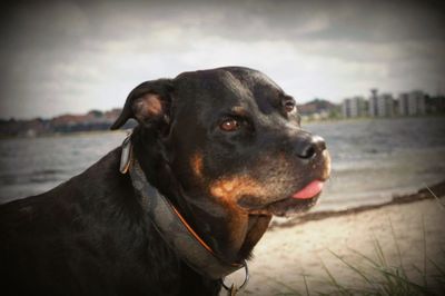 Close-up of dog on river against sky