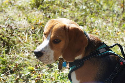 Close-up of dog outdoors