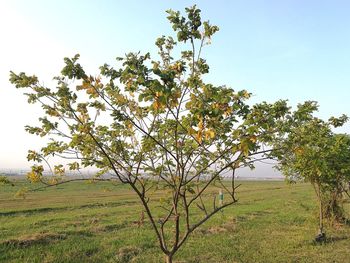 Tree on field against clear sky