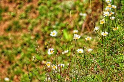Close-up of flowering plants on field