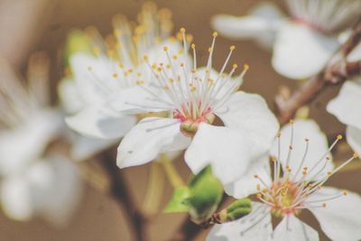 Close-up of white cherry blossom tree