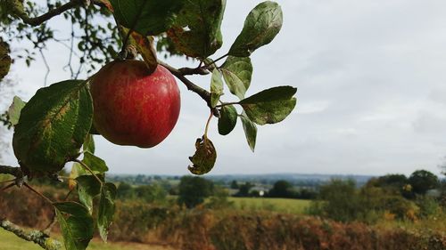 Close-up of fruit growing on tree