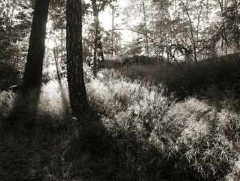 Trees in forest