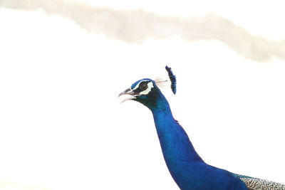 Close-up of bird against clear sky
