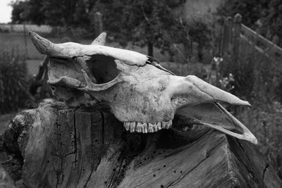 Close-up of animal skull