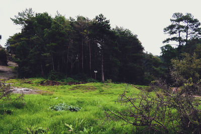 Scenic view of forest