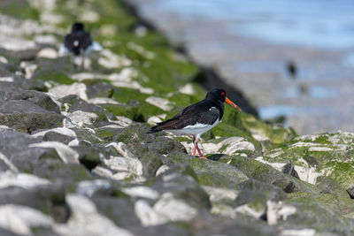 Bird perching on rock