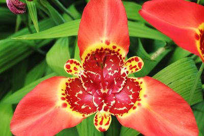 Close-up of day lily blooming outdoors