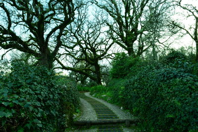 Road amidst trees against sky