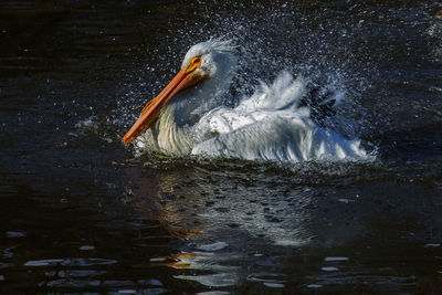 View of birds swimming in lake