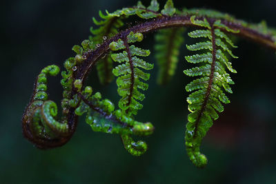 Close-up of fern leaf