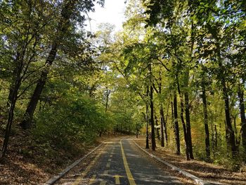 Empty road amidst trees in forest