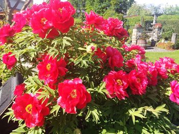 Close-up of pink flowers blooming outdoors