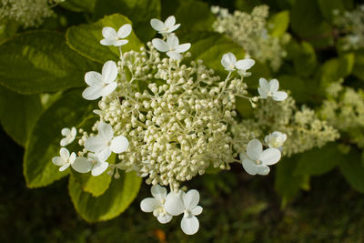 Close-up of white flowers blooming outdoors