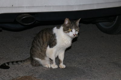 Cat sitting in car