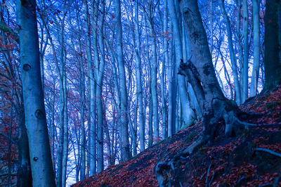 Bare trees in forest