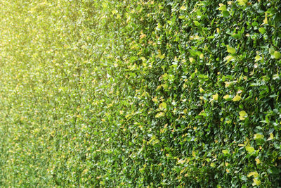 Full frame shot of fresh green plants