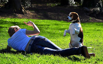 Rear view of dog sitting on grassy field