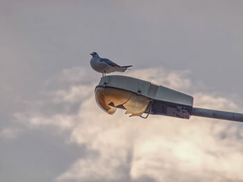 Low angle view of bird flying against sky