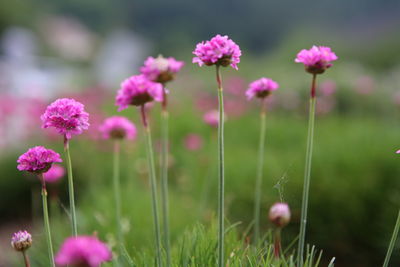 Close-up of pink flowering plants on field