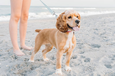 Cute pets dog walking on sandy beach. concept of fun pastime with dog in summertime