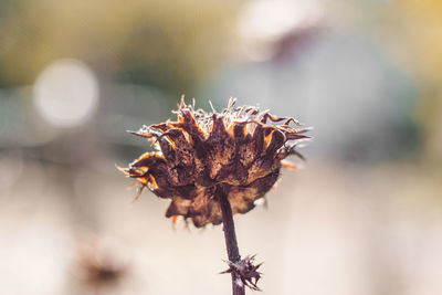 Close-up of wilted flower