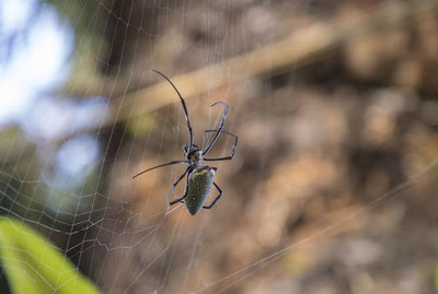 Close-up of spider on web