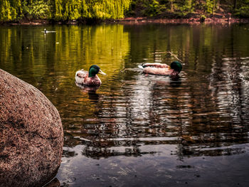 Ducks swimming in a lake