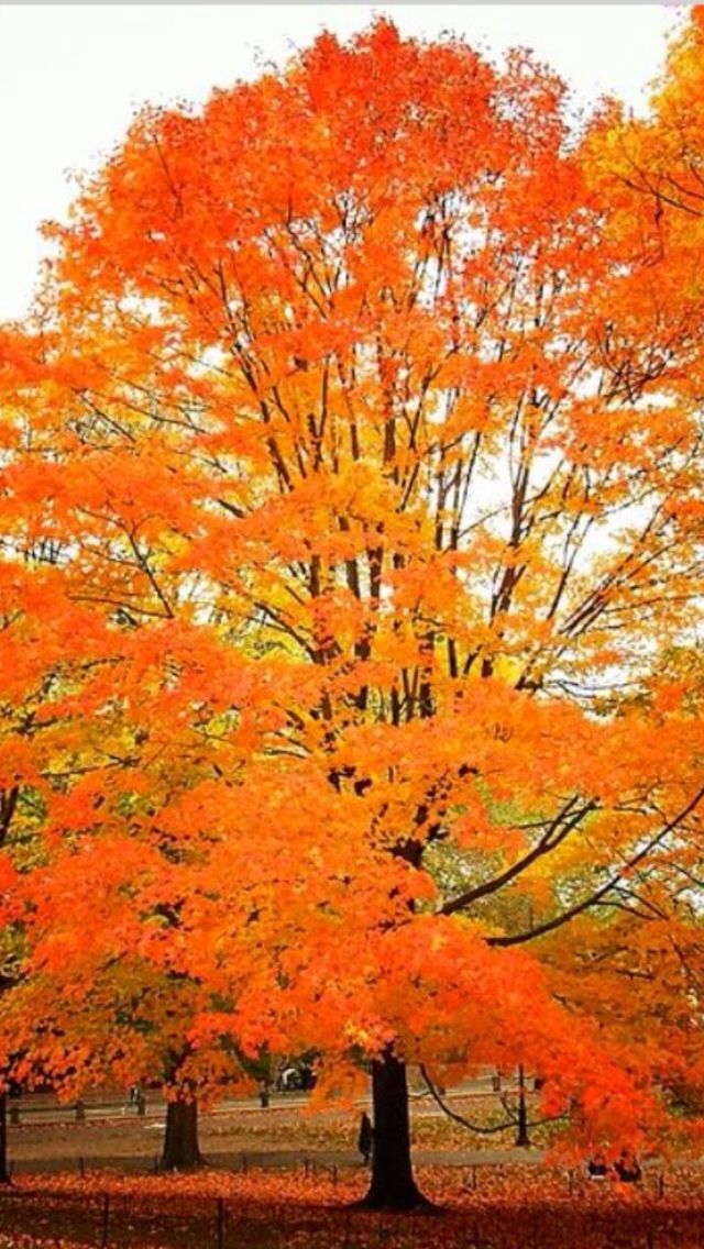 autumn, tree, change, orange color, season, beauty in nature, tranquility, nature, growth, scenics, tranquil scene, branch, park - man made space, red, outdoors, yellow, day, leaf, idyllic, sky