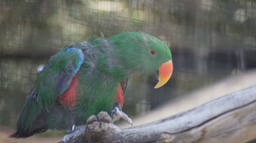 Close-up of parrot perching on tree