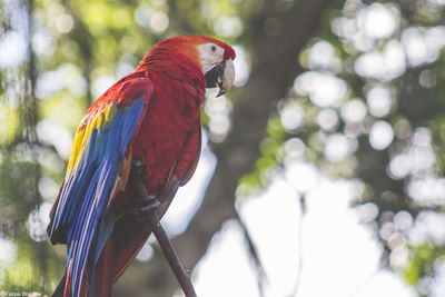 Low angle view of scarlet macaw perching on branch