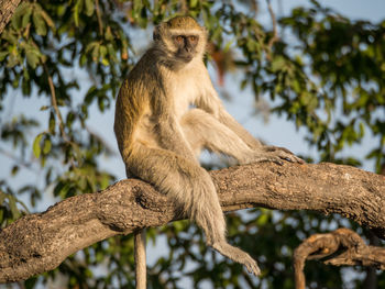 Low angle view of monkey sitting on tree branch